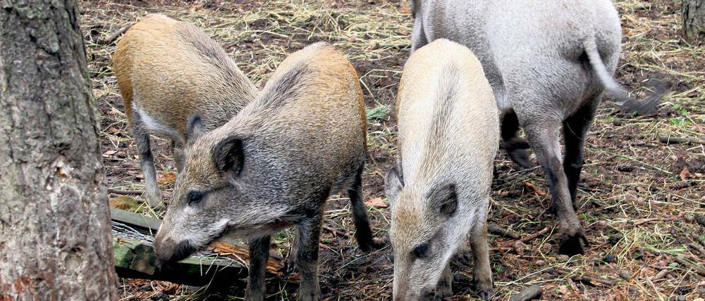 Zusammenrottung. Die Wildschweinpopulationen haben in den vergangenen Jahren in Potsdam deutlich zugenommen. Begünstigt durch milde Winter und ein Überangebot an Futter, breiten sie sich in der Stadt immer mehr aus und treiben manchem Gartenbesitzer die Tränen in die Augen.