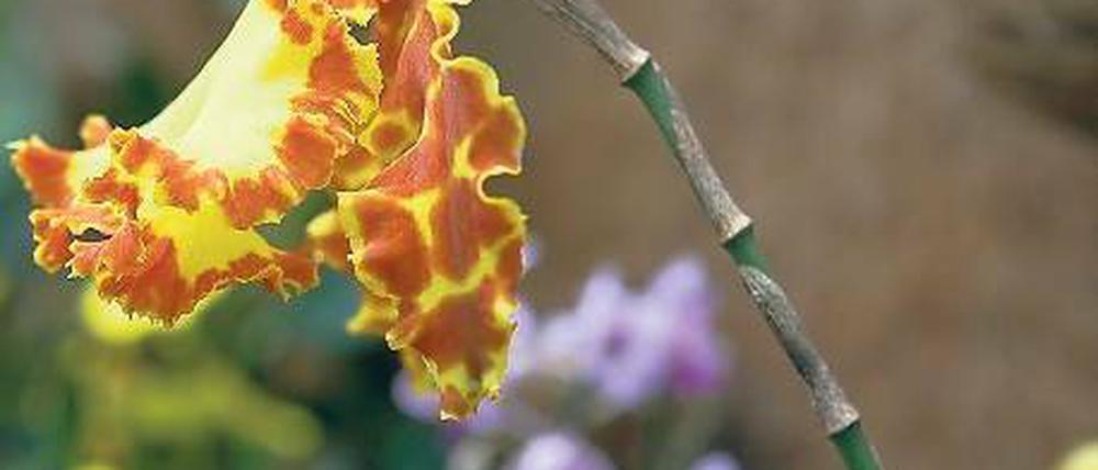 Blütenblätter wie Ziegenhörner gibt es bei dieser Orchidee zu bewundern.