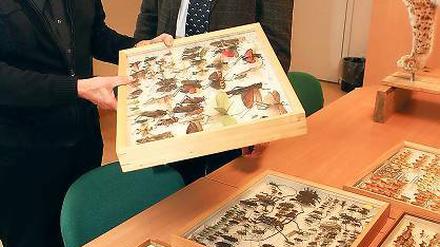 11 000 Insekten in 50 Schaukästen: Prof. Joachim Oehlke überreichte dem Direktor des Naturkundemuseums Detlef Knuth (r.) die Sammlung.
