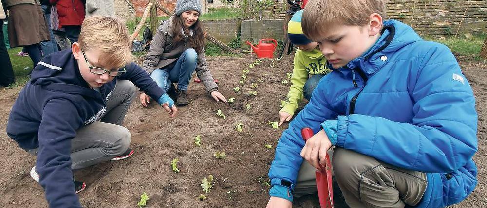 Wo kommt das Gemüse her, was kann es? Schülern der evengelischen Grundschule ackern im königlichen Hofgarten – die Ernte hinterher aufzuessen gehört dazu.