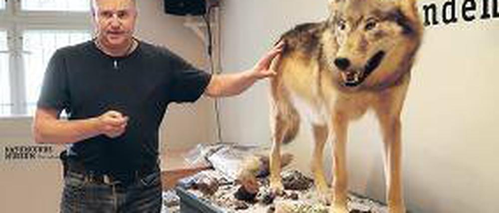Das Naturkundemuseum Potsdam zeigt ein neues Wolfspräparat.
