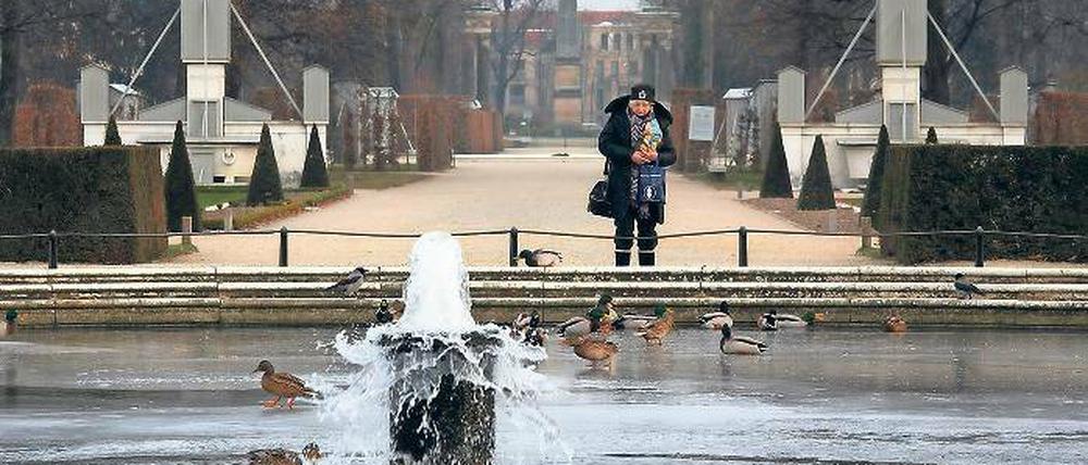 Die Enten im Park Sanssouci machen sich keine Sorgen über die kühlen Temperaturen.