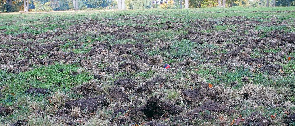 Beackert. Wildschweine haben im Babelsberger Park große Rasenflächen regelrecht umgepflügt. Das Schwarzwild vermehrt sich prächtig – zum Leidwesen der Welterbehüter. Doch auch kleinere Wildtiere verursachen Schäden.