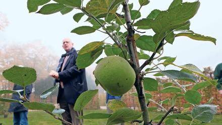 Aus Friedrichs Zeiten. 80 Apfelbäume lässt Stiftungs-Gartenchef Michael Rohde jetzt unterhalb der Bildergalerie pflanzen. Die Sorte stammt aus dem 18. Jahrhundert.