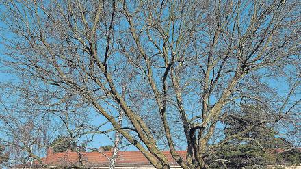 Fall für die Säge. 15 große Bäume sollen in Babelsberg gefällt werden.