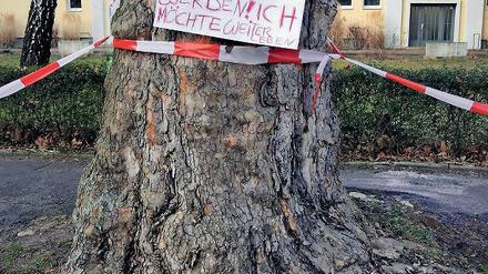 Abschiedsschmerz. Die Anwohner in der Paul-Neumann-Straße wollen sich nicht von den Bäumen trennen.