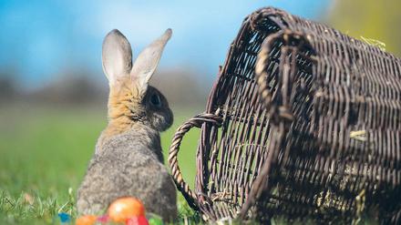 Ein Hase saß im tiefen Gras ... Eier legen sowohl Hasen als auch Kaninchen wie dieses aber keine. Die muss man selber färben, zum Beispiel Ostersamstag im Naturkundemuseum.