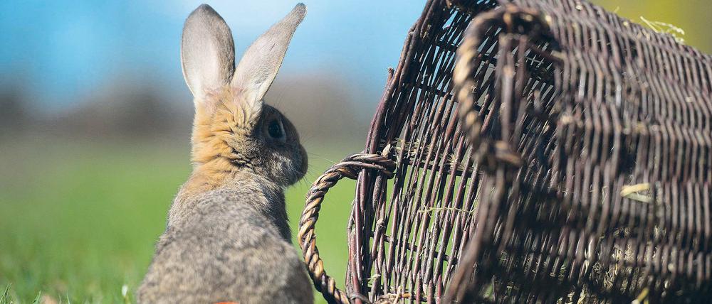 Ein Hase saß im tiefen Gras ... Eier legen sowohl Hasen als auch Kaninchen wie dieses aber keine. Die muss man selber färben, zum Beispiel Ostersamstag im Naturkundemuseum.