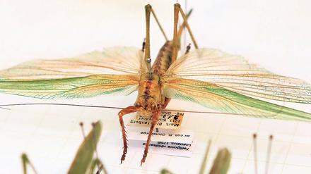 Fliegend singen. Heuschrecken und nah verwandte Artengruppen zählen zu den Geradflüglern, den Orthoptera. Mehr als 60 Experten dieses Fachgebietes treffen sich ab heute im Naturkundemuseum Potsdam zu ihrer Jahrestagung.