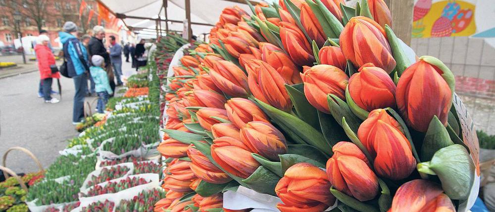 Aufgeblüht. Das Tulpenfest feiert seit mehr als 20 Jahren die Tradition niederländischer Kultur im Holländischen Viertel.