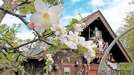 Potsdamer Baumblüte. In der Kolonie Alexandrowka blühen die Obstbäume in den historischen Gärten. Das wird mit dem Apfelfest am Wochenende gefeiert.