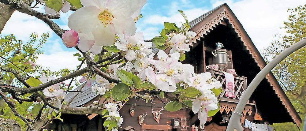 Potsdamer Baumblüte. In der Kolonie Alexandrowka blühen die Obstbäume in den historischen Gärten. Das wird mit dem Apfelfest am Wochenende gefeiert.