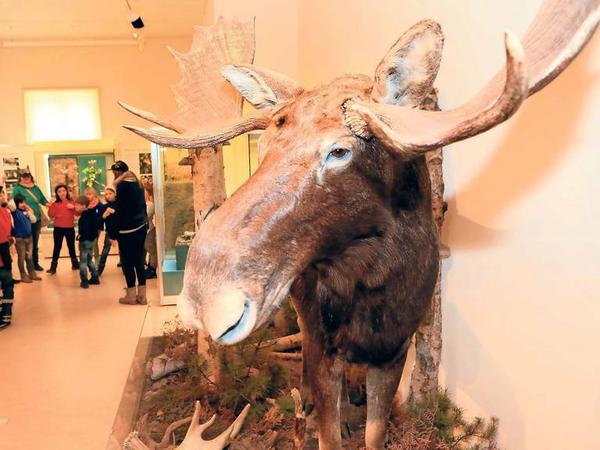 Schatzsuche mit Tierstimmen oder eine Entdeckungstour der Superkräfte heimischer Tiere - im Naturkundemuseum werden verschiedene Themen gesetzt. 