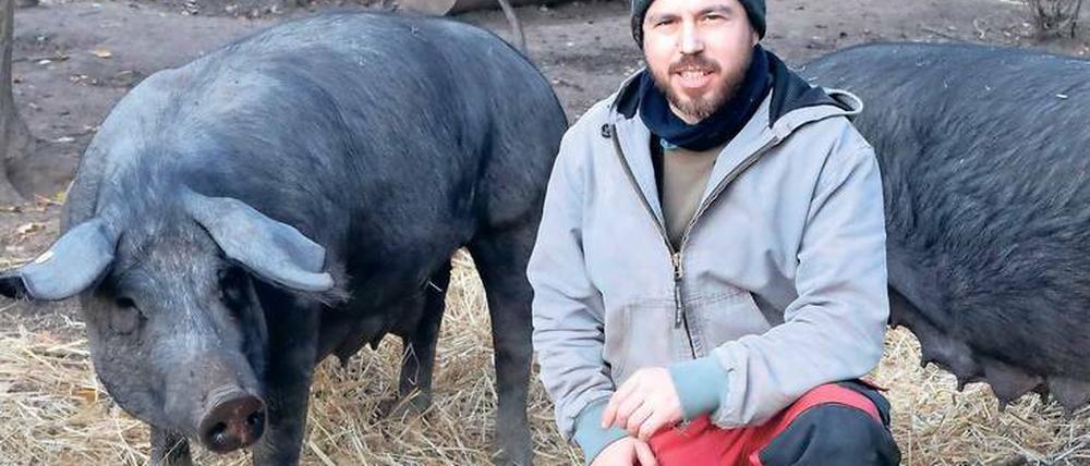 Der Schweinehirt Clemens Stromeyer ist jetzt Einzelkämpfer im Sauenhain