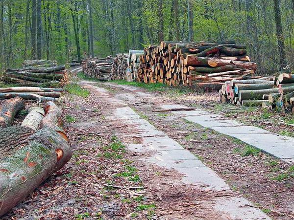 Die Folgen des Holzeinschlags sind nicht zu übersehen.