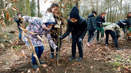 Trotz Kälte. Schüler einer Willkommensklasse haben sich am Mittwoch an einer Baumpflanzaktion im Schlosspark beteiligt und junge Bäume in die Erde gesetzt.