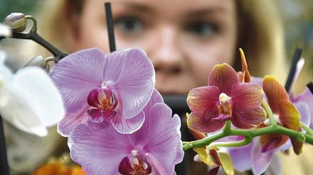 Blütenpracht. Etwa 1000 Orchideen werden in der Ausstellung in der Potsdamer Biosphäre gezeigt. Foto: Bernd Settnik/dpa