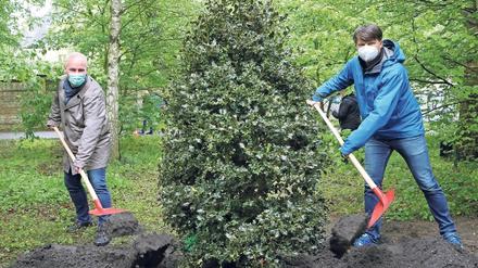 Letzter Baum der Pflanzperiode: Eine Stechpalme wurde in die Erde gesetzt von Umweltdezernent Rubelt und Lars Schmäh (r.) vom Grünflächenamt.