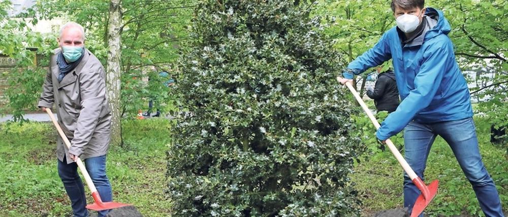 Letzter Baum der Pflanzperiode: Eine Stechpalme wurde in die Erde gesetzt von Umweltdezernent Rubelt und Lars Schmäh (r.) vom Grünflächenamt.