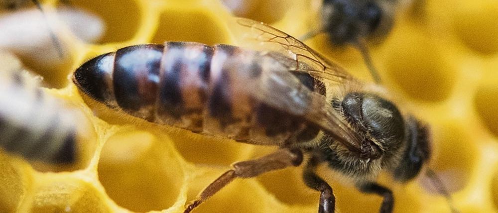 Die Faulbrut kann ganze Bienenvölker ausrotten.