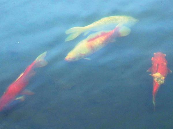 Im Becken der Fontäne, bis zu 1,80 tief, leben zahlreiche Fische.