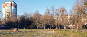 Mehr als 80 Obstbäume hat die Initiative Woods Up im vergangenen November in Potsdam gepflanzt.