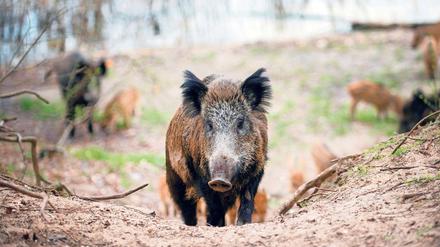 In Kleinmachnow und Stahnsdorf treiben sich die Wildschweine nicht nur in Waldgebieten herum, sondern auch in den Ortschaften.