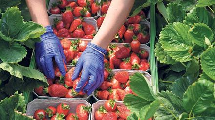 Erdbeeren gehören zu den liebsten Frühjahrsspeisen der Deutschen. 
