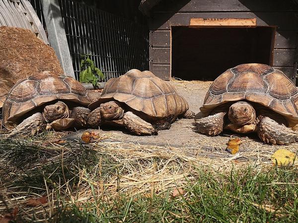 Im Tierheim Geltow sind auch Schildkröten zuhause.