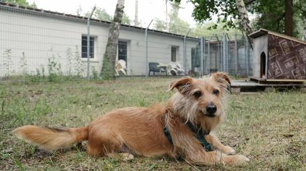 Hund Balou vor dem bislang einzigen funktionsfähigen Gebäude des Potsdamer Tierheims.