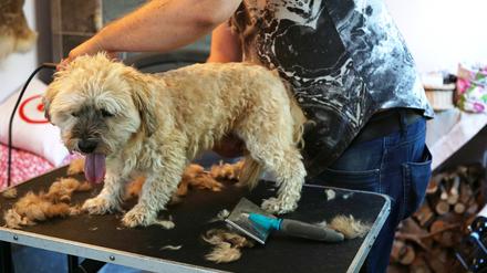 Frisch frisiert: Hund Leo im mobilen Salon von Torsten Baak.