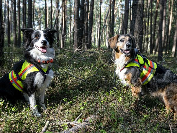 Kadaversuchhund Ginger (l) und Bailey suchen im Landkreis Oder-Spree nach Fallwild im von der Afrikanischen Schweinepest betroffenen Gebiet.