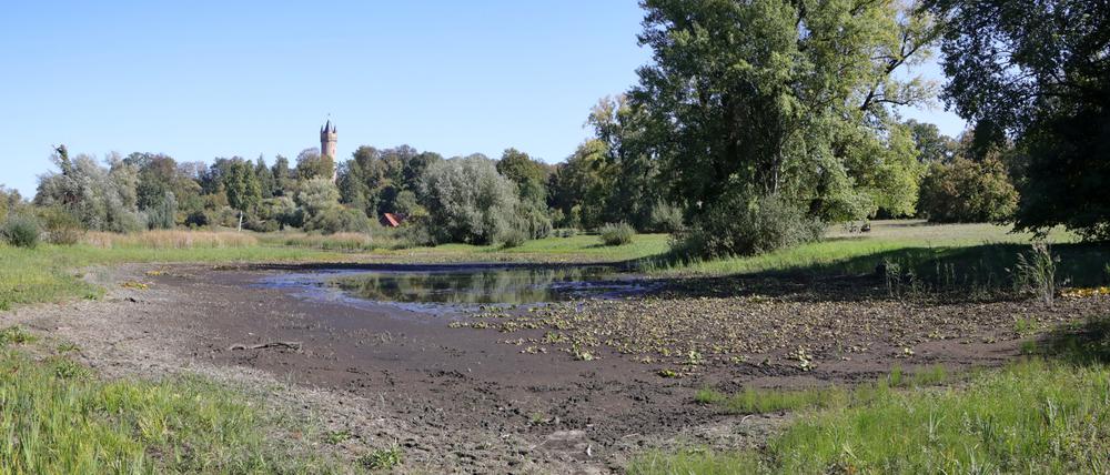 See weg. Der Kindermannsee im Park Babelsberg hat einen großen Teil seines Wassers verloren.