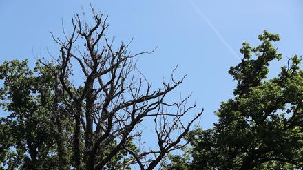Seit Jahren leiden Potsdamer Bäume unter der Dürre.