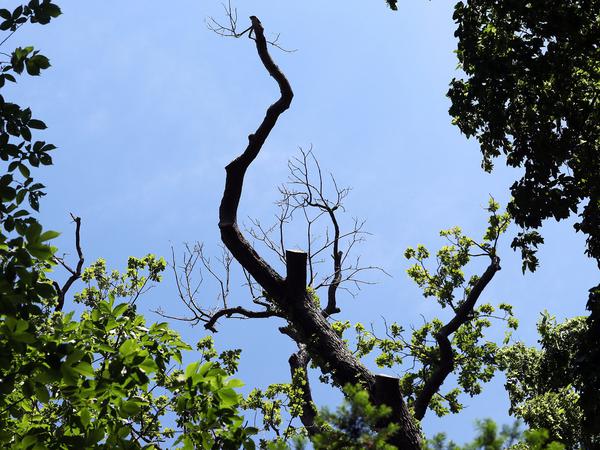 Kranke und abgestorbene Bäume gehören auch in Potsdams Parks und Gärten zu den Folgen des Klimawandels. 