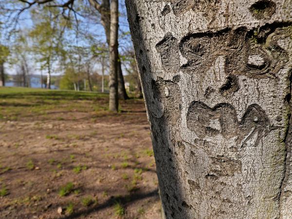 Ein sowjetischer Soldat hat vor 74 Jahren das Ende des Zweiten Weltkrieges in einen Baum im Park Babelsberg geritzt. 