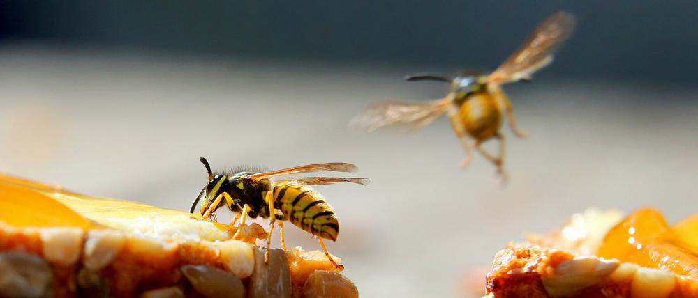 Süße Speisen sind für Wespen besonders anziehend.