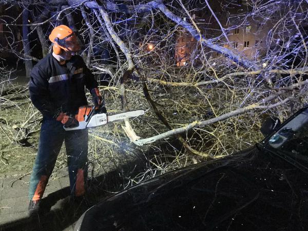 Einsatzkräfte der Feuerwehr beseitigen einen umgestürzten Baum am Hubertusdamm im Wohngebiet am Stern. 
