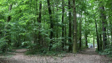 Um diese Waldfläche in der Rudolf-Breitscheid-Straße wurde gestritten.