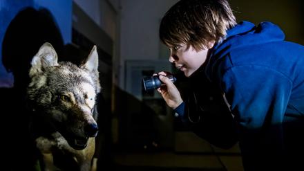 Mit der Taschenlampe können Kinder in den Winterferien im Naturkundemuseum die Tierwelt der Region erkunden, Wolf, Bär und Fuchs in die Augen schauen. 