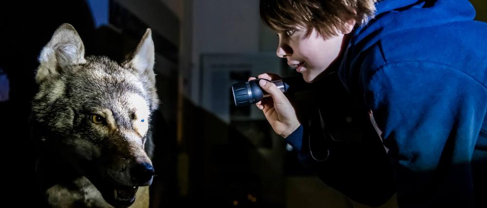 Mit der Taschenlampe können Kinder in den Winterferien im Naturkundemuseum die Tierwelt der Region erkunden, Wolf, Bär und Fuchs in die Augen schauen. 
