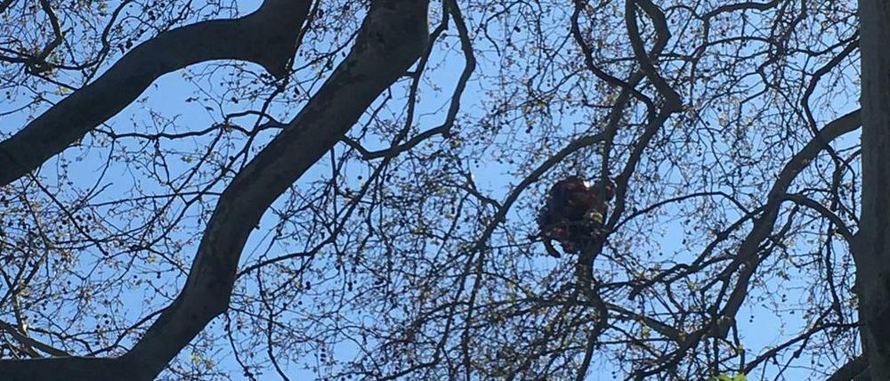 Was hier im Baum hängt, ist kein Mensch - sondern ein Spiderman-Luftballon.