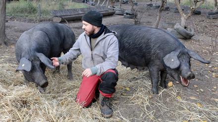 Schweinehirt Clemens Stromeyer mit seinen Tieren.