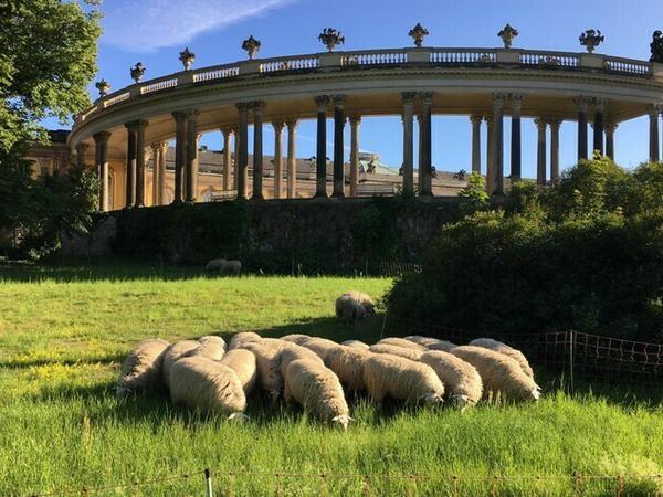 Am Dienstag grasen wieder Schafe im Park Sanssouci.