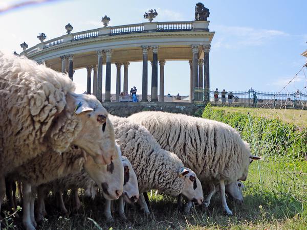 Die Sanssouci-Schafe.