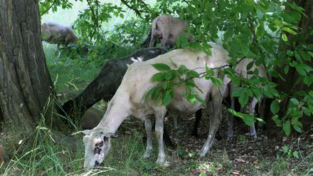 Bereits im vergangenen Jahr konnten sich Schafe im Park Sanssouci satt fressen.
