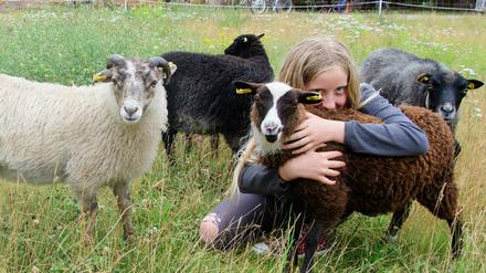 Bronbyn (9) umarmt im Potsdamer Volkspark an der Nomadensiedlung das drei Monate alte Shetlandlamm Zoe.