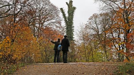 Im Park Babelsberg sind bereits viele Bäume geschädigt, Grund sind zurückliegende Dürreperioden