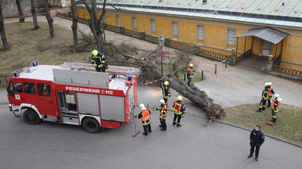 Feuerwehreinsatz wegen eines umgestürzten Baums an den Neuen Kammern Sanssouci.