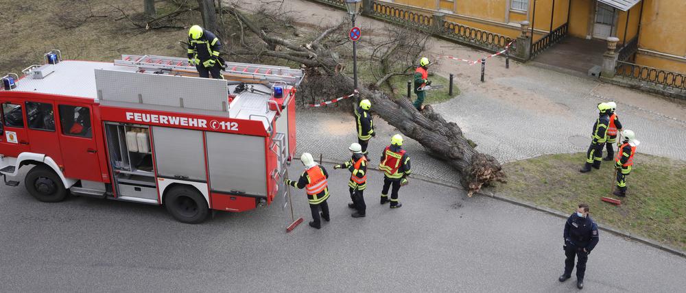Feuerwehreinsatz wegen eines umgestürzten Baums an den Neuen Kammern Sanssouci.